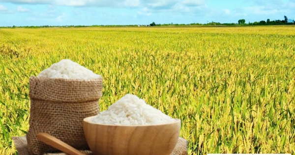 [Giá lúa gạo hôm nay ngày 9/9/2026 tại khu vực Đồng bằng sông Cửu Long ít biến động; gạo xuất khẩu trong nước và thị trường xuất khẩu gạo châu Á lặng sóng.