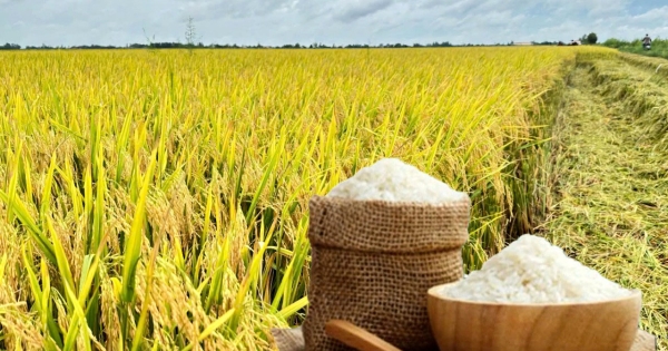 [Giá lúa gạo hôm nay ngày 8/9/2026 tại khu vực Đồng bằng sông Cửu Long biến động; lúa tươi giảm, gạo xuất khẩu trong nước và thị trường xuất khẩu gạo châu Á đi ngang.