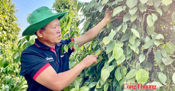 [Giá tiêu hôm nay 8/9: Hồ tiêu thế giới và trong nước tiếp tục đi ngang. Hiện giá tiêu nội địa dao động từ 135.000 – 137.000 đồng/kg.