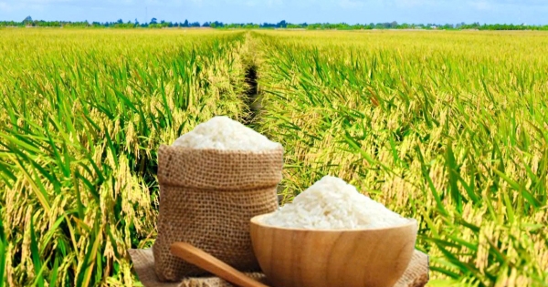 [Giá lúa gạo hôm nay ngày 7/9 tại khu vực Đồng bằng sông Cửu Long ít biến động; gạo nguyên liệu xuất khẩu trong nước giảm nhẹ, thị trường xuất khẩu gạo châu Á đi ngang.