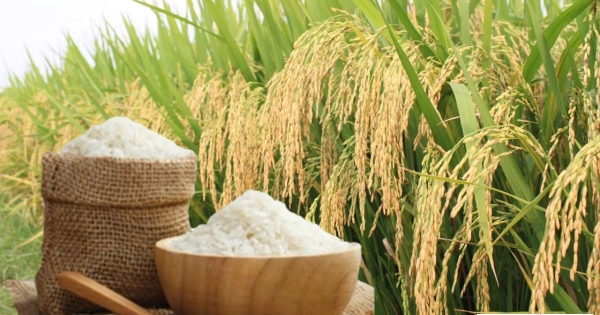 [Giá lúa gạo hôm nay ngày 6/9 tại khu vực Đồng bằng sông Cửu Long ít biến động; trong tuần lúa tươi giảm; gạo xuất khẩu trong nước và thị trường châu Á biến đi ngang.