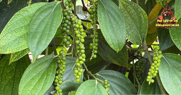 [Giá tiêu hôm nay 6/9: Tuần qua, giá tiêu nội địa tiếp tục duy trì ổn định, trong khi giá tiêu thế giới biến động trái chiều.