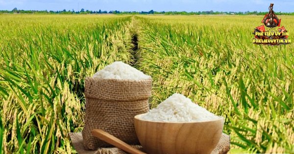 [Giá lúa gạo hôm nay ngày 5/9/2026 tại khu vực Đồng bằng sông Cửu Long ít biến động; gạo nguyên liệu xuất khẩu trong nước giảm, thị trường xuất khẩu gạo châu Á lặng sóng.