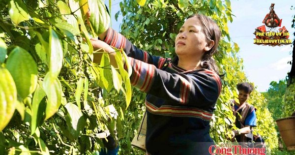 [Giá tiêu hôm nay 5/9: Thị trường trong nước duy trì ổn định từ 135.000 – 137.000 đồng/kg. Trong khi đó, giá tiêu thế giới ghi nhận phiên biến động trái chiều.