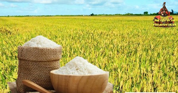 [Giá lúa gạo hôm nay ngày 4/9/2026 tại khu vực Đồng bằng sông Cửu Long ít biến động; gạo xuất khẩu trong nước và thị trường xuất khẩu gạo châu Á đi ngang.
