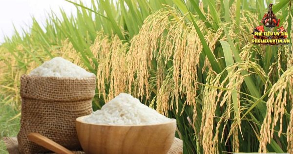 [Giá lúa gạo hôm nay ngày 3/9/2026 tại khu vực Đồng bằng sông Cửu Long biến động; gạo xuất khẩu trong nước và thị trường xuất khẩu gạo châu Á lặng sóng.