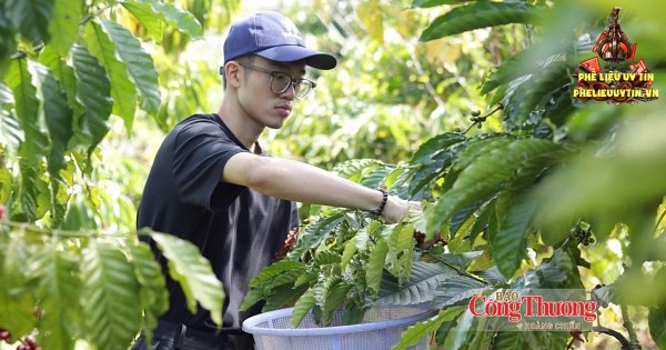 [Giá cà phê hôm nay 3/9: Giá cà phê trong nước đồng loạt giảm nhẹ 600 đồng/kg, xuống mốc 93.700 - 94.200 đồng/kg.