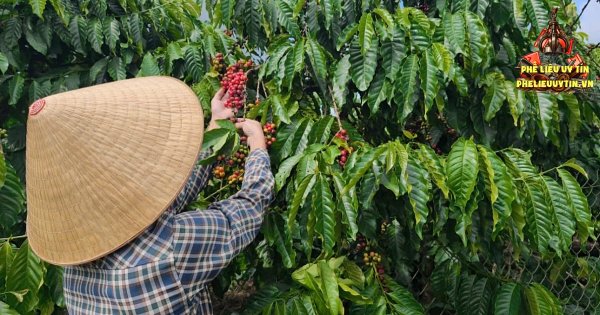 [Giá cà phê hôm nay 4/9: Thị trường thế giới và trong nước tiếp tục ghi nhận phiên giảm nhẹ. Trong đó, giá cà phê Tây Nguyên giảm thêm 500 đồng/kg.