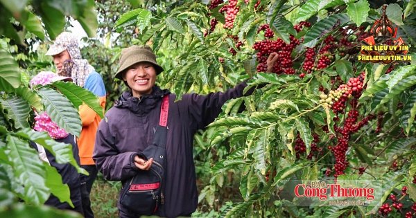 [Giá cà phê hôm nay 5/9: Giá cà phê thế giới ghi nhận phiên phục hồi nhẹ. Trong khi đó, giá cà phê trong nước đi ngang, dao động từ 93.200 - 93.700 đồng/kg.