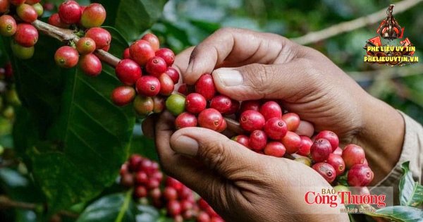 [Giá cà phê hôm nay 6/9: Cà phê trong nước bất ngờ bật tăng mạnh 1.000 đồng/kg phiên cuối tuần. Hiện giá cà phê Tây Nguyên dao động lên mốc 94.200 - 94.700 đồng/kg.