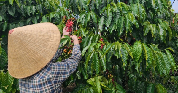 [Giá cà phê hôm nay 7/9: Thị trường trong nước đi ngang, hiện giá cà phê Tây Nguyên giao dịch ở mốc 94.200 - 94.700 đồng/kg.
