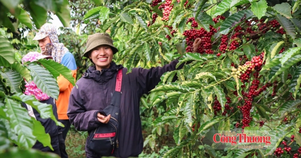 [Giá cà phê hôm nay 8/9: Thị trường trong nước giảm nhẹ 500 đồng/kg, xuống ngưỡng 93.700 - 94.200 đồng/kg.