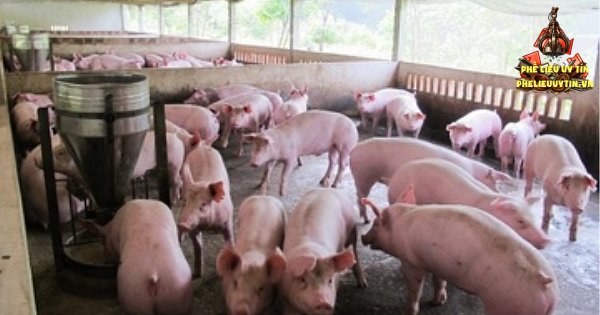[Giá heo hơi hôm nay 4/9: Ghi nhận nhiều địa phương tăng nhẹ tại khu vực miền Bắc và miền Nam với mức tăng 1.000 đồng/kg.