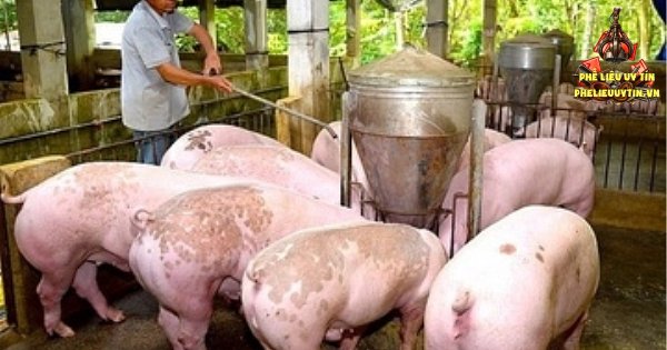[Giá heo hơi hôm nay 6/9: Thị trường ghi nhận tăng rải rác tại nhiều địa phương trong tuần qua, hiện giá heo hơi trên cả nước giao dịch từ 57.000 - 60.000 đồng/kg.
