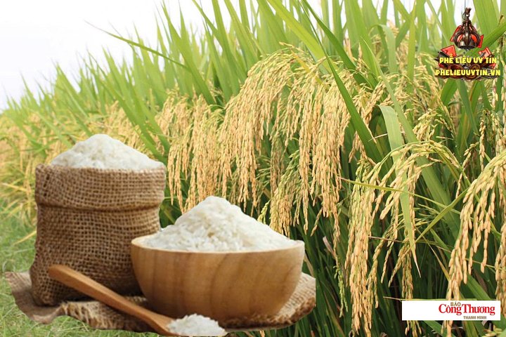 Giá lúa gạo hôm nay ngày 3/9/2026: Lúa tươi đồng loạt giảm.