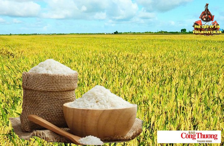 Giá lúa gạo hôm nay ngày 4/9/2026: Gạo thơm Jasmine tăng 500 đồng/kg.