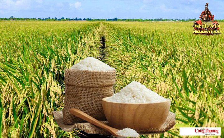 Giá lúa gạo hôm nay ngày 5/9/2026: Gạo nguyên liệu xuất khẩu giảm.