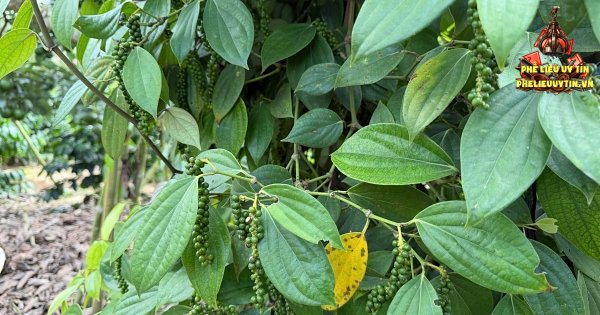 [Giá tiêu hôm nay 3/9: Thị trường thế giới và trong nước đồng loạt đi ngang. Trong đó, giá tiêu nội địa dao động từ 135.000 – 137.000 đồng/kg.