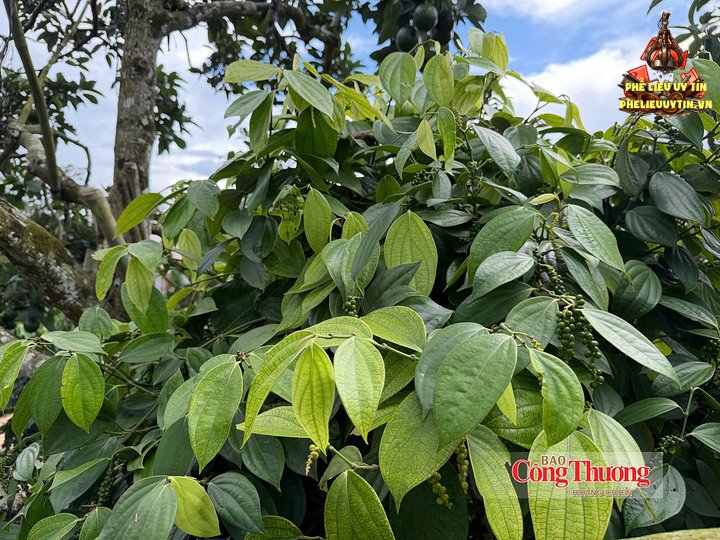 Vườn trồng hồ tiêu tại Lâm Đồng