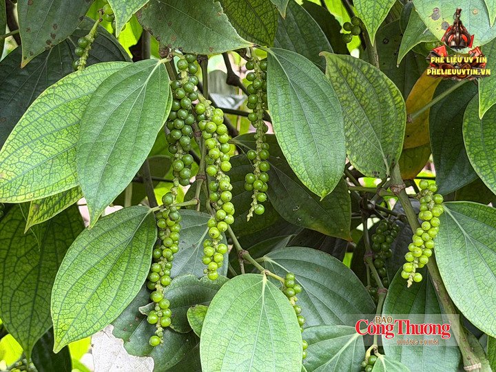 Vườn trồng hồ tiêu tại Lâm Đồng