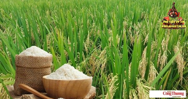 [Giá lúa gạo hôm nay ngày 26/10 tại khu vực Đồng bằng sông Cửu Long biến động; gạo nguyên liệu xuất khẩu trong nước tăng; thị trường xuất khẩu gạo châu Á đứng giá.