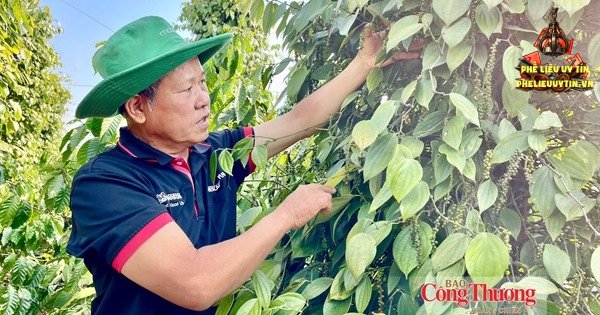 [Giá tiêu hôm nay 28/10: Thị trường thế giới và trong nước đồng loạt đi ngang. Trong đó, giá tiêu nội địa ổn định quanh mốc 137.000 – 140.000 đồng/kg.