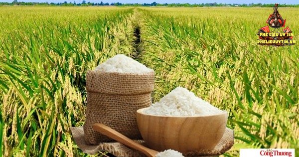 [Giá lúa gạo hôm nay ngày 29/10/2026 tại khu vực Đồng bằng sông Cửu Long ít biến động; gạo xuất khẩu trong nước và thị trường xuất khẩu gạo châu Á tăng mạnh.