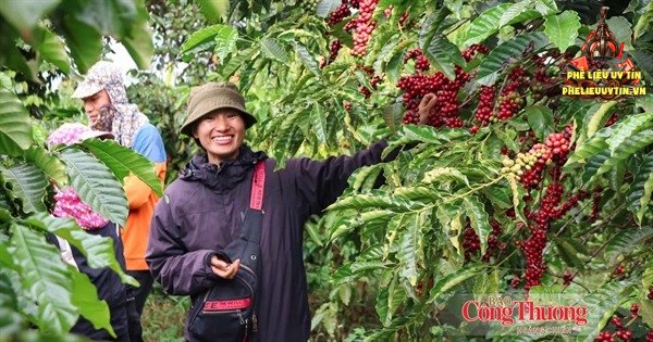 [Giá cà phê hôm nay 30/10: Cà phê trong nước tạm chững sau hai phiên giảm nhẹ liên tiếp, hiện giao dịch ổn định dưới ngưỡng 89.000 đồng/kg.