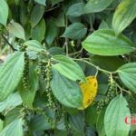 [Giá tiêu hôm nay 30/10: Thị trường trong nước bất ngờ quay đầu giảm mạnh từ 1.000 - 1.500 đồng/kg, giao dịch ở ngưỡng 136.000 - 138.500 đồng/kg.