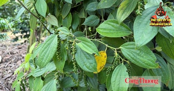 [Giá tiêu hôm nay 30/10: Thị trường trong nước bất ngờ quay đầu giảm mạnh từ 1.000 - 1.500 đồng/kg, giao dịch ở ngưỡng 136.000 - 138.500 đồng/kg.