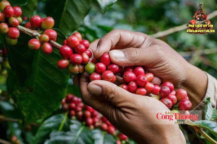 Thu hoạch cà phê tại Gia Lai