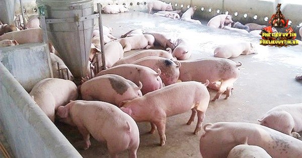 [Giá heo hơi hôm nay 29/10: Nối đà giảm đồng loạt trên cả 3 miền, thiết lập đáy giá mới ở mốc 43.000 đồng/kg.