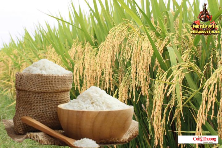 Giá lúa gạo hôm nay ngày 30/10/2026: Giá lúa tươi biến động.