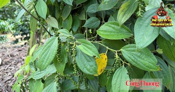 [Giá tiêu hôm nay 17/10: Thị trường thế giới và trong nước lặng sóng phiên cuối tuần. Hiện giá tiêu nội địa đi ngang trong khoảng 138.000–140.500 đồng/kg.