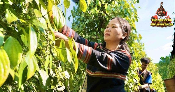[Giá tiêu hôm nay 27/10: Thị trường trong nước ghi nhận phiên giảm 1.000 đồng/kg tại Lâm Đồng, các địa phương khác duy trì ổn định.