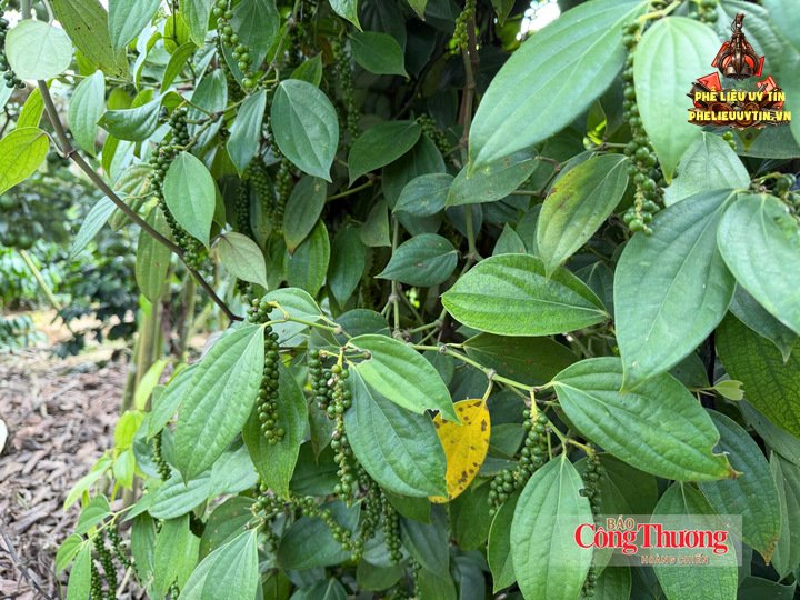 Vườn trồng hồ tiêu tại Lâm Đồng